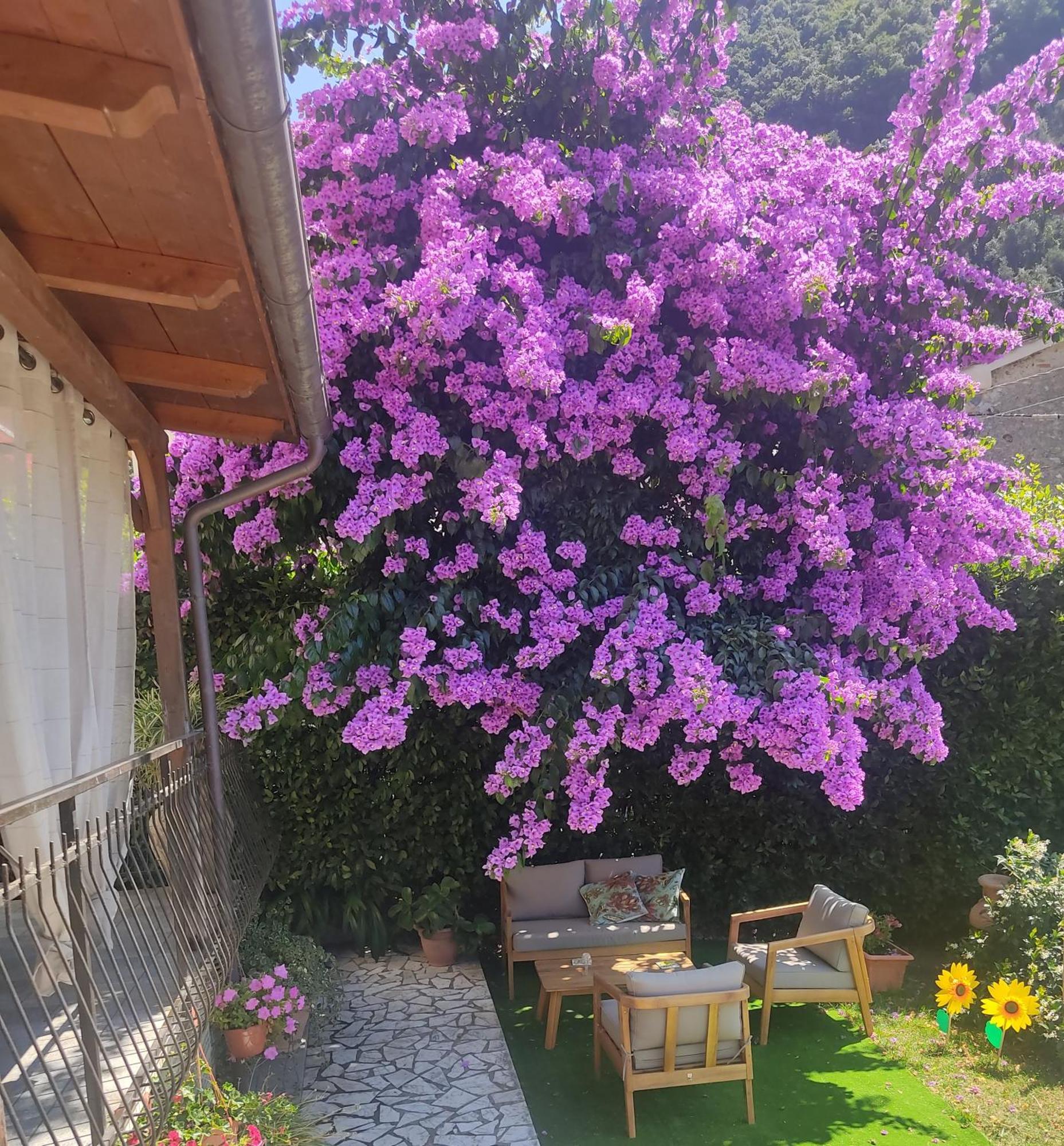 La Bouganville E Il Gelsomino Pietrasanta Kültér fotó